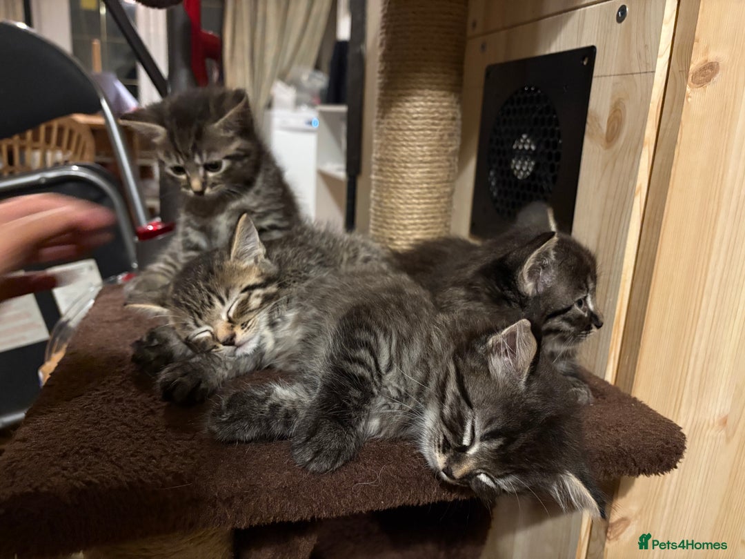 Siberian cats for sale: Beautiful mixed Siberian kittens - Image 7