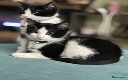 Mixed Breed cats for sale: Beautiful tuxedo kittens  - Image 17