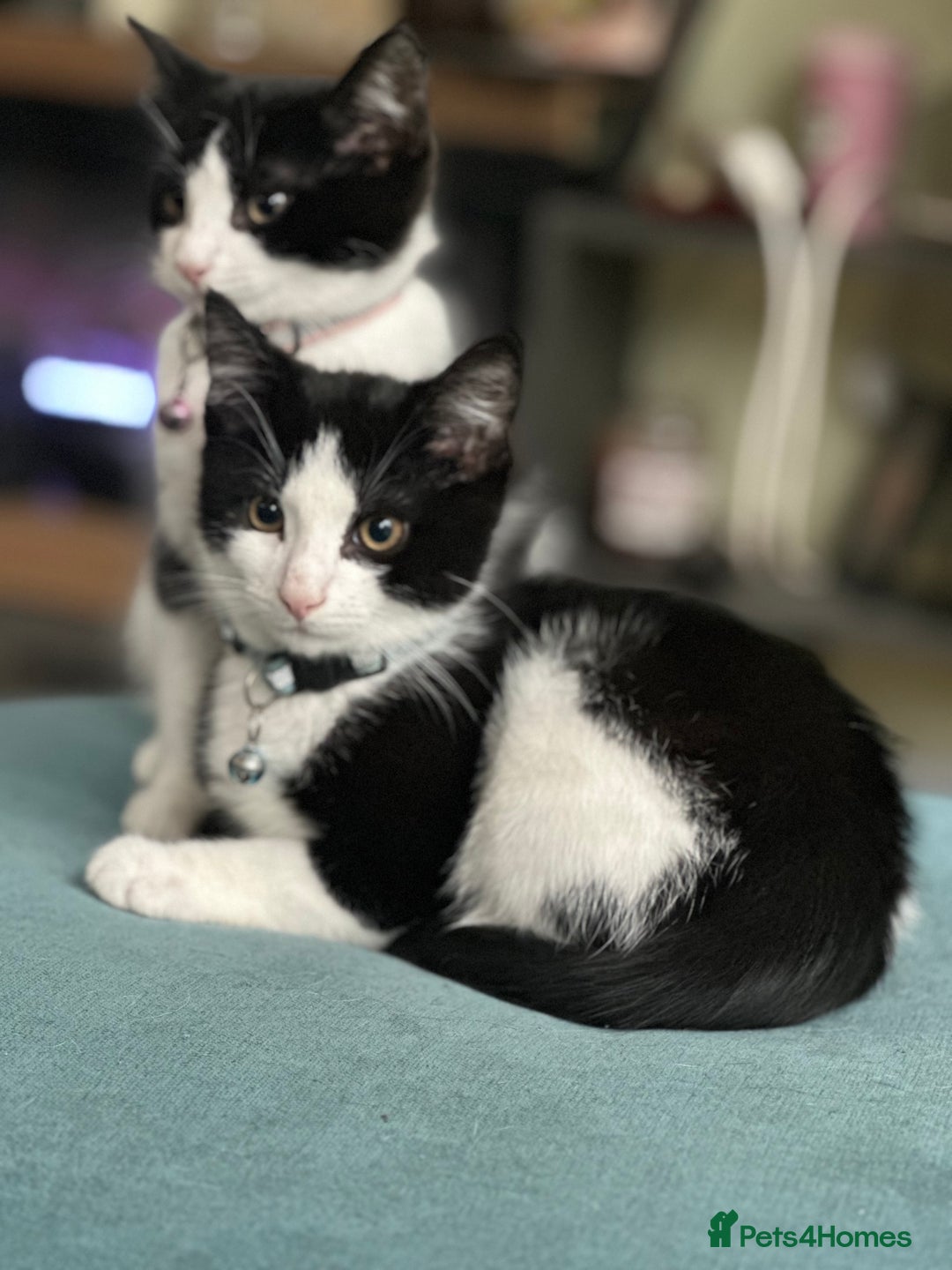 Mixed Breed cats for sale: Beautiful tuxedo kittens  - Image 17