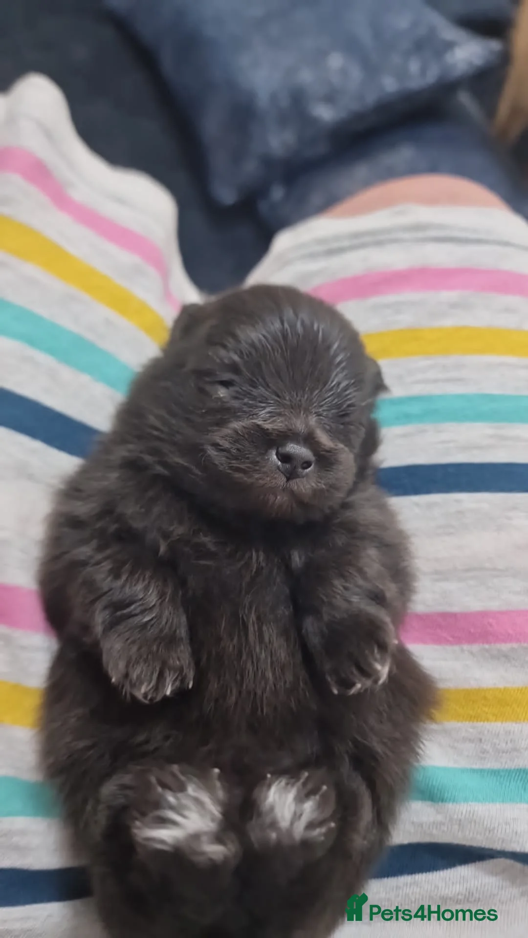 Pomeranian dogs for stud: TINY lilac Russian Pom  in Bridgend - Advert 10