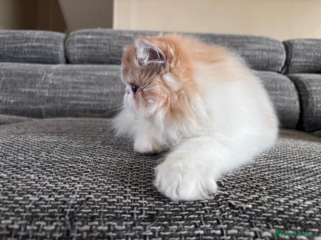 Persian cats for sale: Quality Persian Girls - Available Now - Advert 2