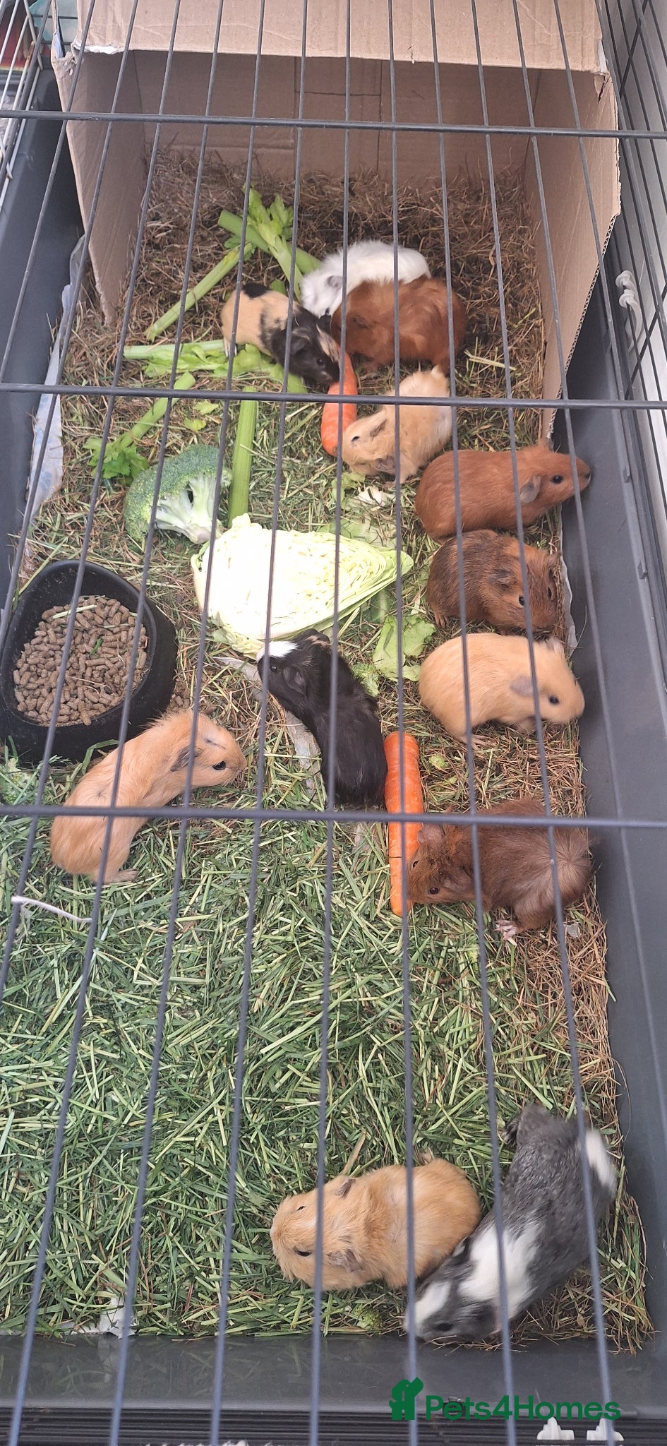 Guinea Pig rodents Beautiful male Guinea pigs - Advert 19