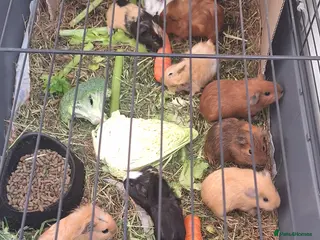 Guinea Pig rodents Beautiful male Guinea pigs - Advert 19