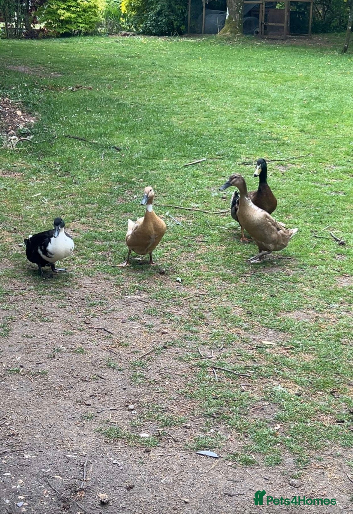 Mixed Breed poultry for sale: Adult Ducks - Advert 3