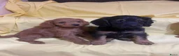 Cavapoo dogs for sale: Cavapoos f1 Health tested  - Advert 10