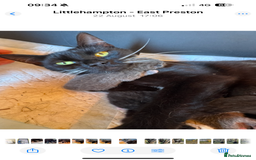 Mixed Breed cats for sale: Kittens for sale - Image 2