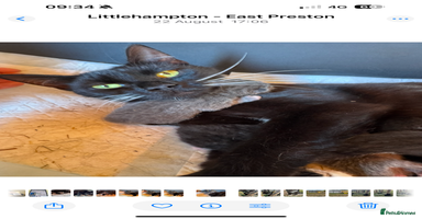Mixed Breed cats - Advert 8