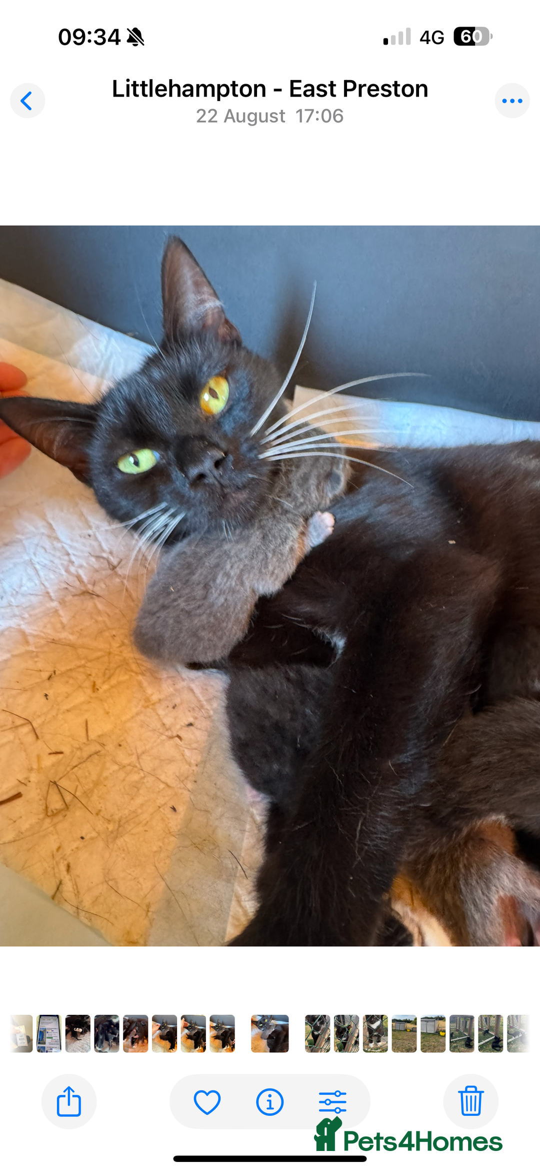 Mixed Breed cats for sale: Kittens for sale - Image 2