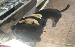 Mixed Breed dogs for sale: Beautiful lab/staffy male  - Image 1