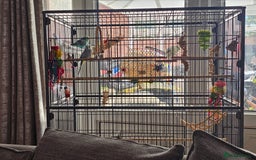 Budgerigars birds for sale: Budgies for sale  - Image 13