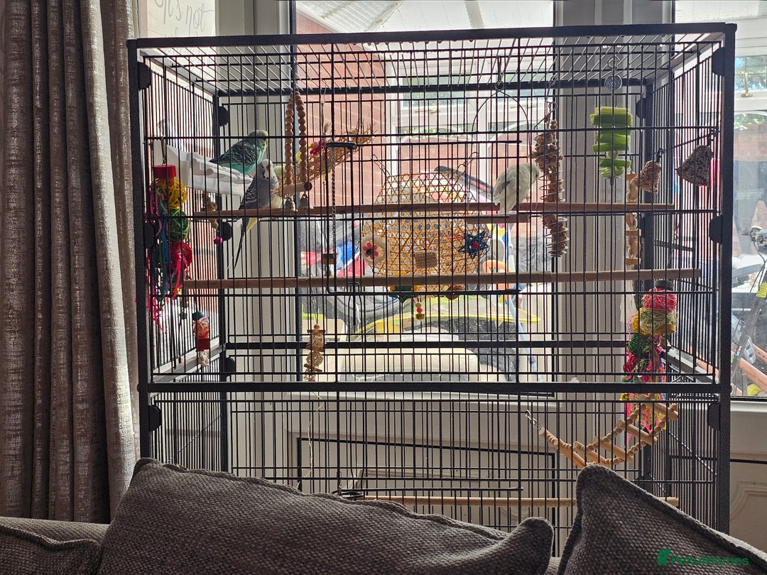 Budgerigars birds for sale: Budgies for sale  - Image 13