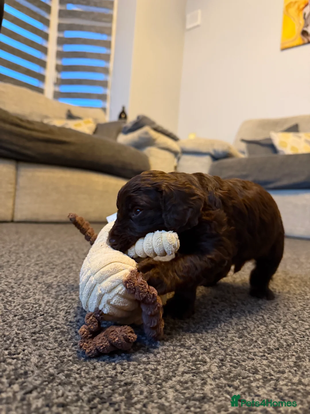 Cockapoo dogs for sale: Beautiful cockapoo puppies  - Advert 15