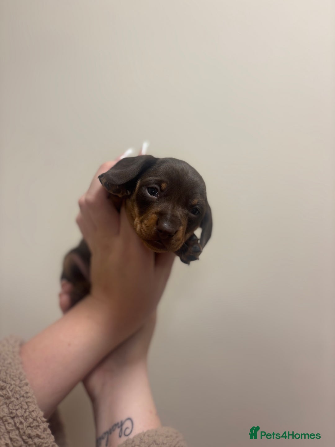 Miniature Dachshund dogs for sale: KC Miniature dachshunds - Advert 6