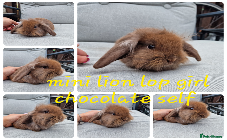 Mini Lop rabbits - Advert 15