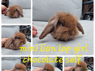 Mini Lop rabbits - Advert 17