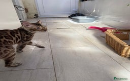 Bengal cats for sale: Cream Snow Male Bengal for Sale - TICA Registered - Image 4