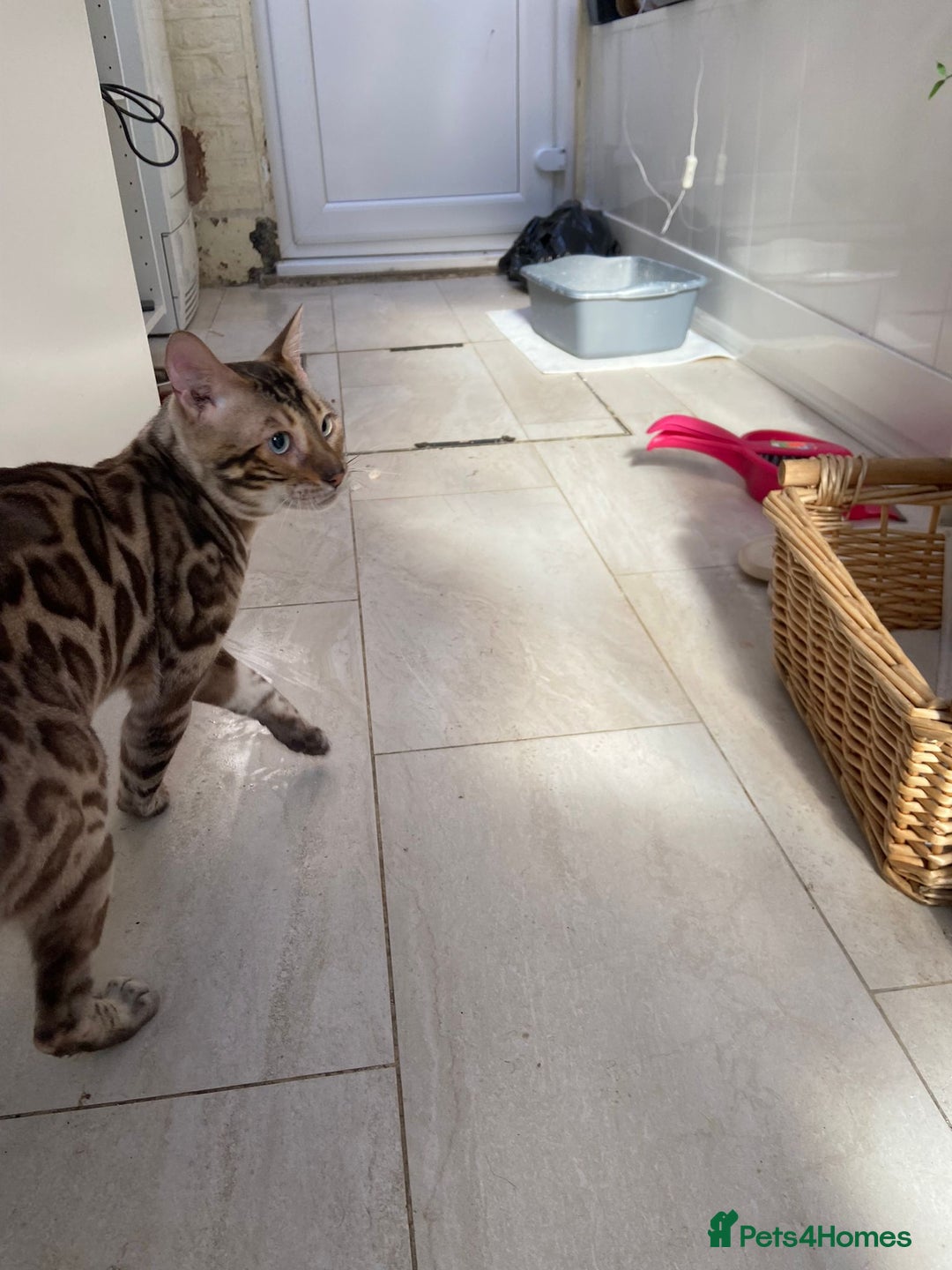 Bengal cats for sale: Cream Snow Male Bengal for Sale - TICA Registered - Image 4