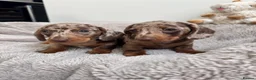 Miniature Dachshund dogs for sale: Miniature dachshund  - Advert 11