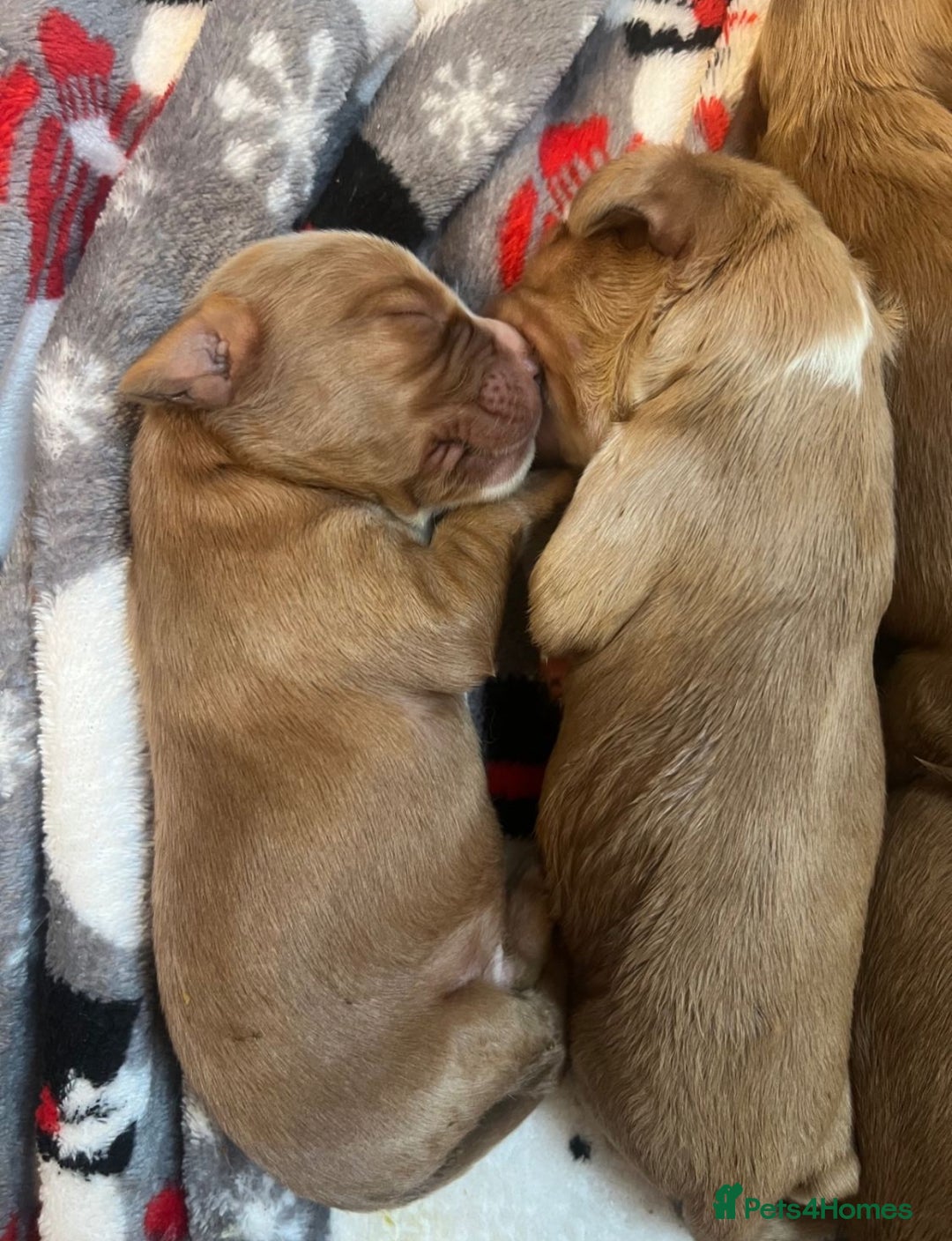 Cocker Spaniel dogs for sale: Cocker spaniel puppies  - Advert 10