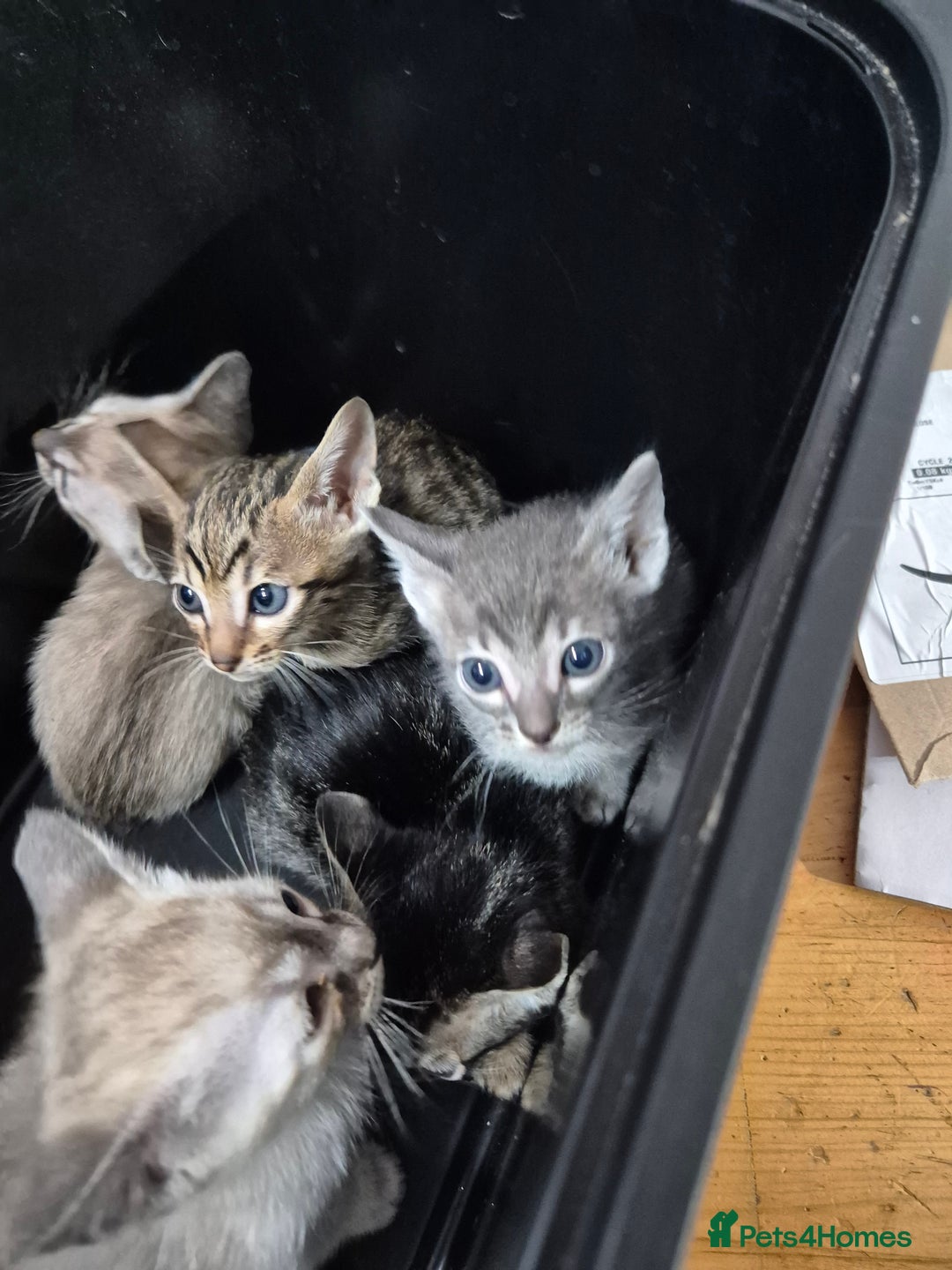 Serengeti cats for sale: Seringetti kittens (Bengal/oriental) - Advert 4