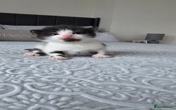 Domestic Shorthair cats for sale: A little of 5 beautiful kittens! - Advert 10