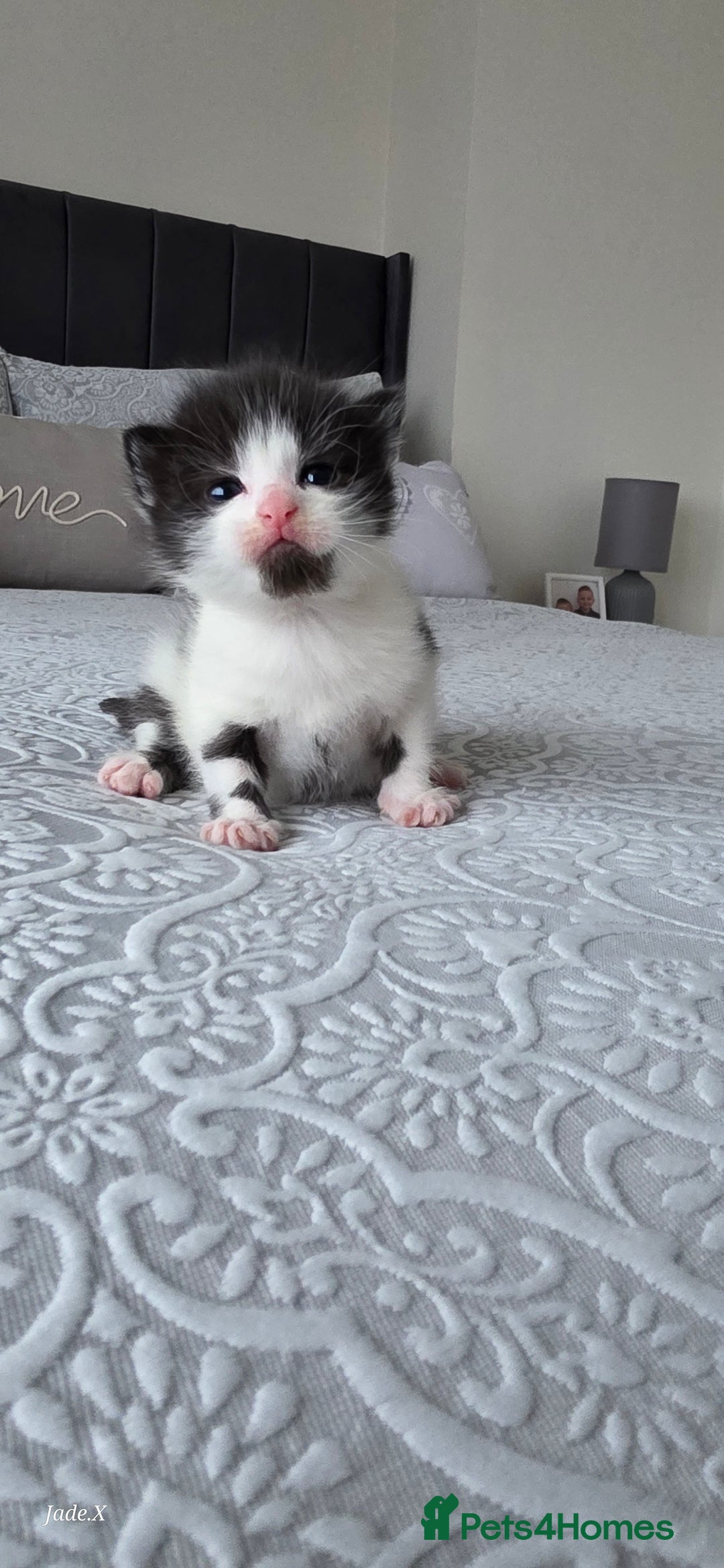 Domestic Shorthair cats for sale: A little of 5 beautiful kittens! - Advert 10