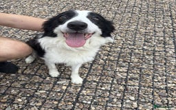 Mixed Breed dogs for sale: Border Collie Cocker puppies - Image 21
