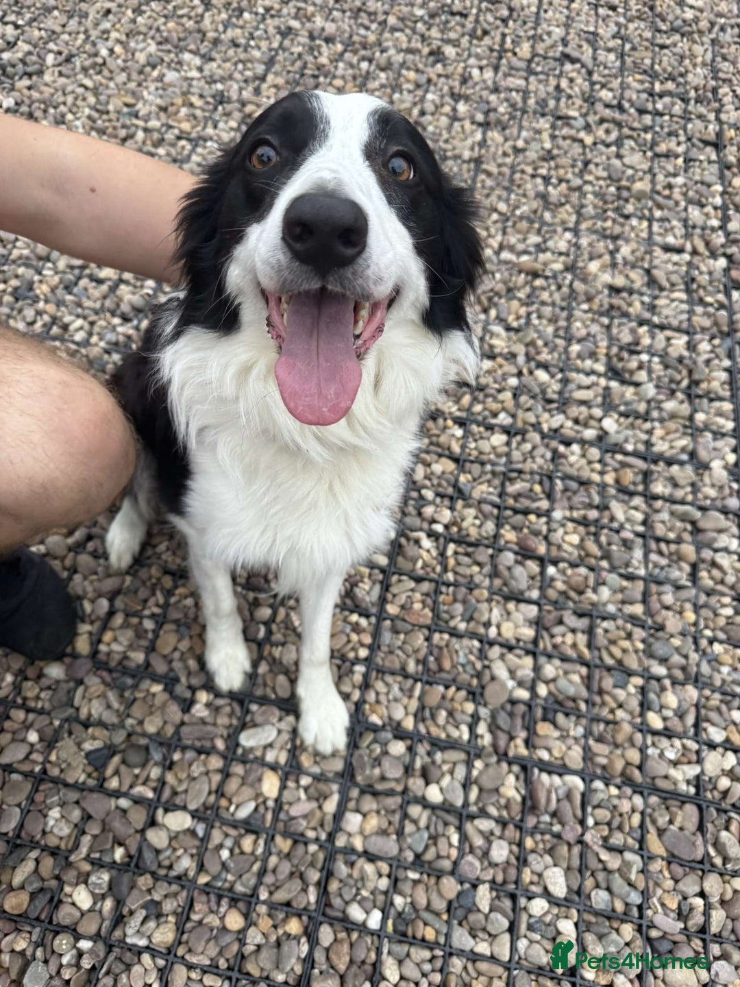 Mixed Breed dogs for sale: Border Collie Cocker puppies - Image 21