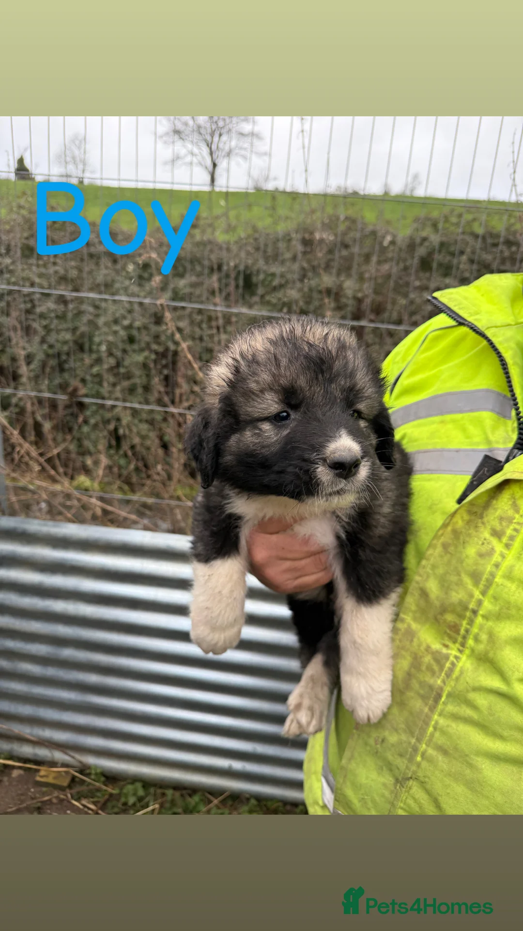 Caucasian Shepherd Dog dogs for sale: Beautiful Caucasian shepherd puppies in Radstock - Advert 5