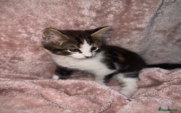 British Longhair cats for sale: ✨ Longhaired Kittens Looking for Loving Homes ✨ - Image 3