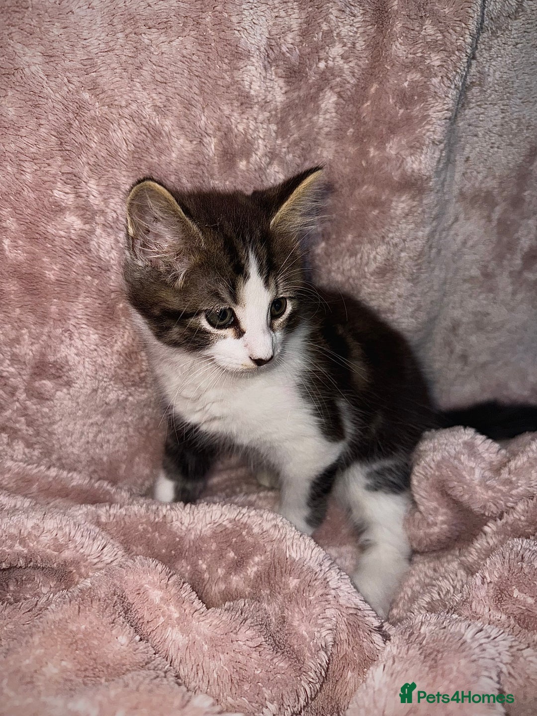 British Longhair cats for sale: ✨ Longhaired Kittens Looking for Loving Homes ✨ - Image 3