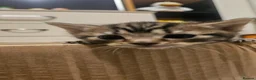 Mixed Breed cats for sale: Mixed breed kitten  - Advert 16
