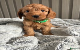 Cockapoo dogs for sale: Health Tested Fox Red Cockapoo  - Image 16