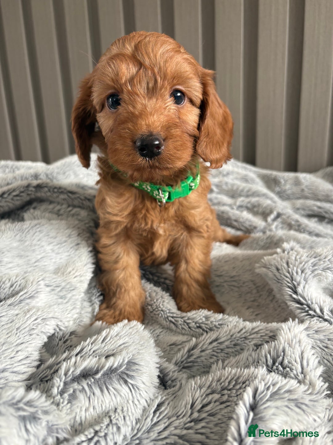 Cockapoo dogs for sale: Health Tested Fox Red Cockapoo  - Image 16