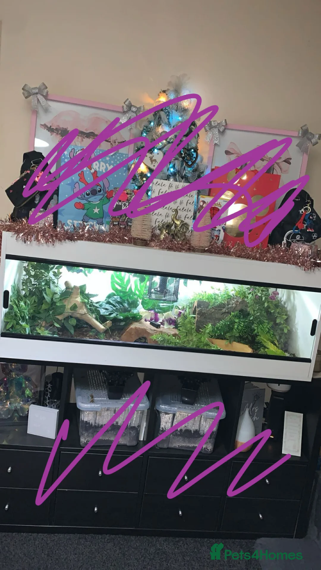 Python Snake reptiles for sale: Royal python and full set up  - Advert 1