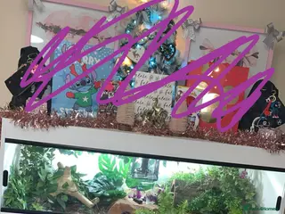 Python Snake reptiles Royal python and full set up - Advert 3