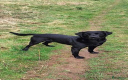 Labrador Retriever dogs for sale: **PEDIGREE, KC REGISTERED AND HIP SCORED** - Image 20