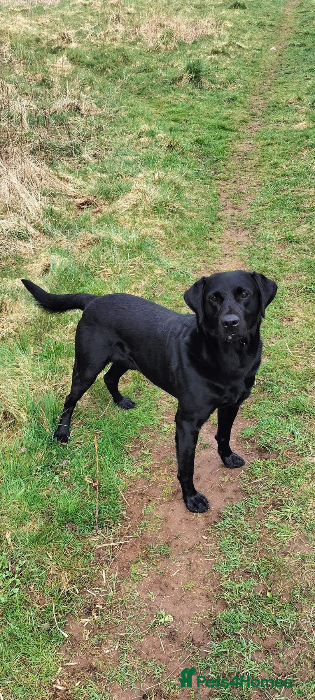 Labrador Retriever dogs for sale: **PEDIGREE, KC REGISTERED AND HIP SCORED** - Image 20