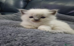 Ragdoll cats for sale: Ready to collect-Blue Point Kittens-Vaccinated - Image 5