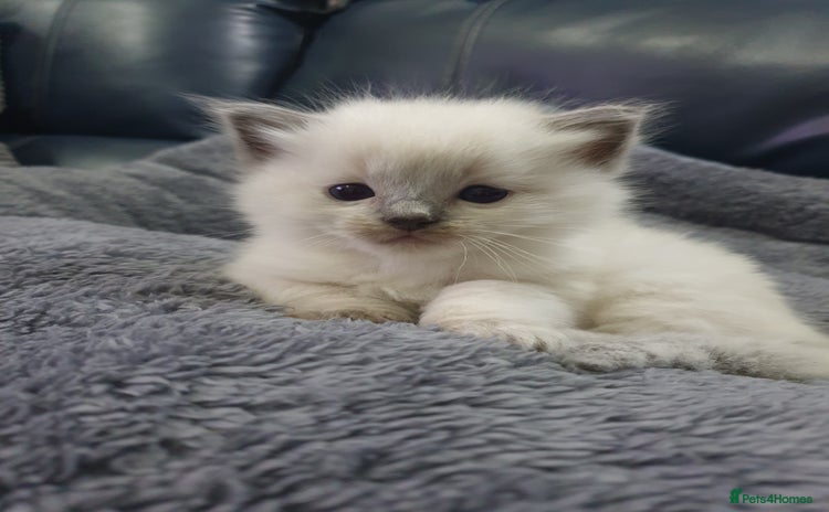 Ragdoll cats - Advert 2