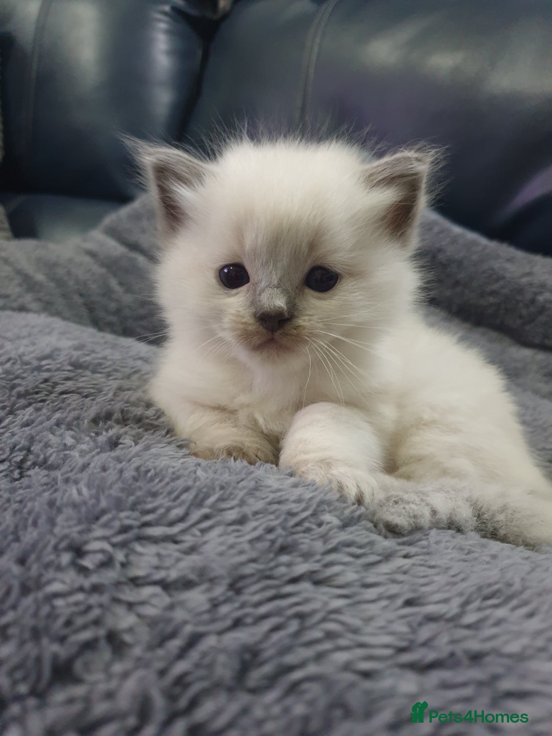 Ragdoll cats for sale: Ready to collect-Blue Point Kittens-Vaccinated - Image 5
