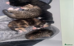 American Shorthair cats for sale: 3 kittens  - Image 2