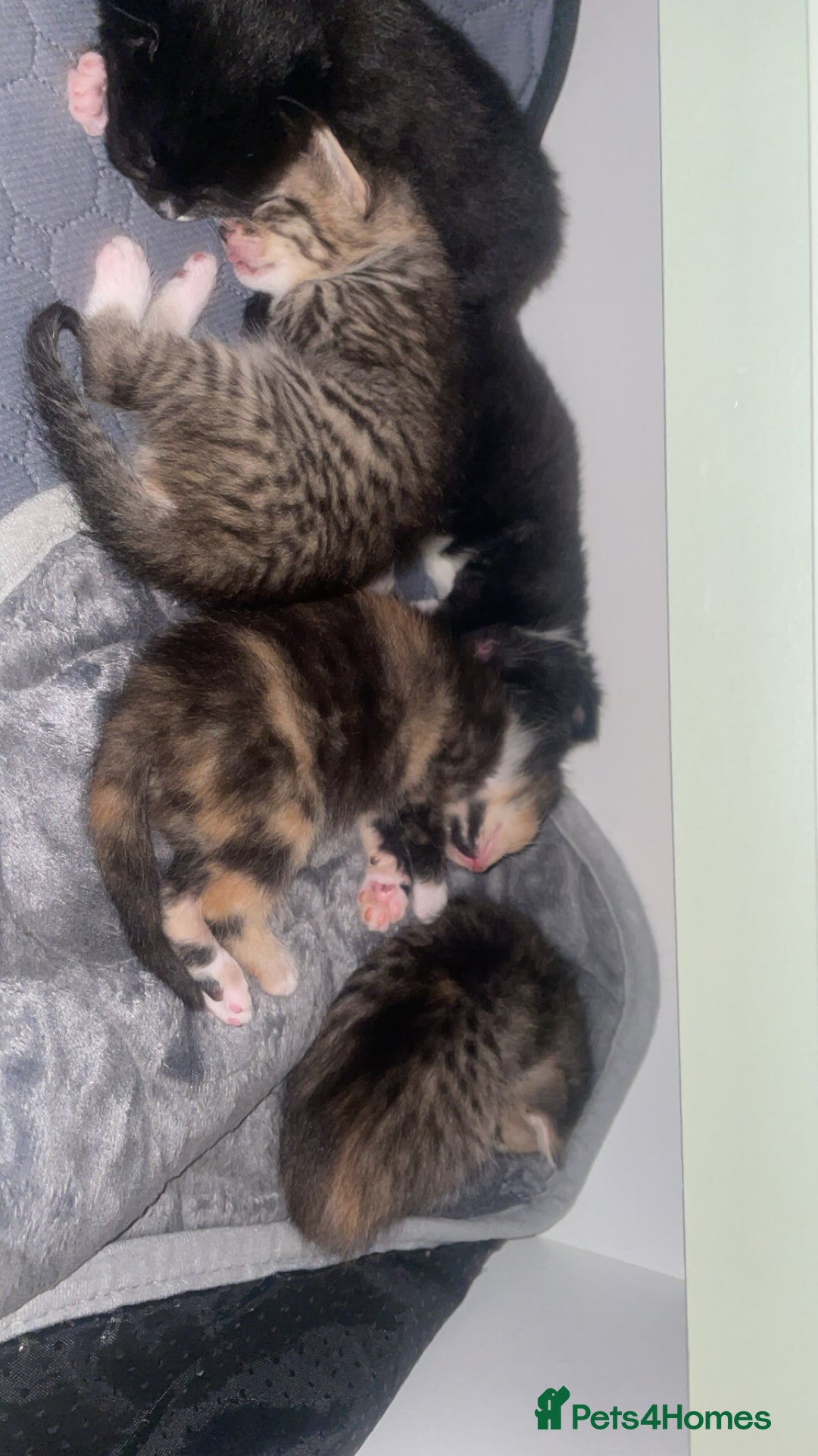 American Shorthair cats for sale: 3 kittens  - Image 2