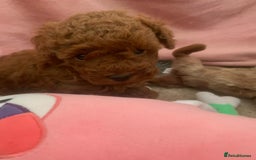 Toy Poodle dogs for sale: Toy poodle girl - Image 4