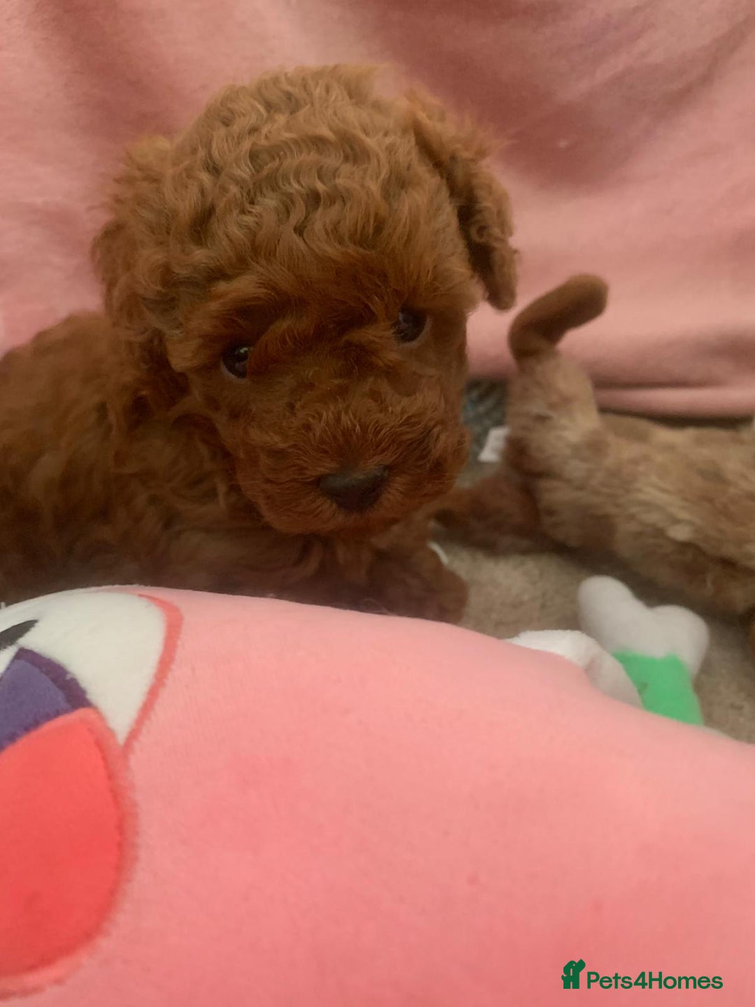 Toy Poodle dogs for sale: Toy poodle girl - Image 4