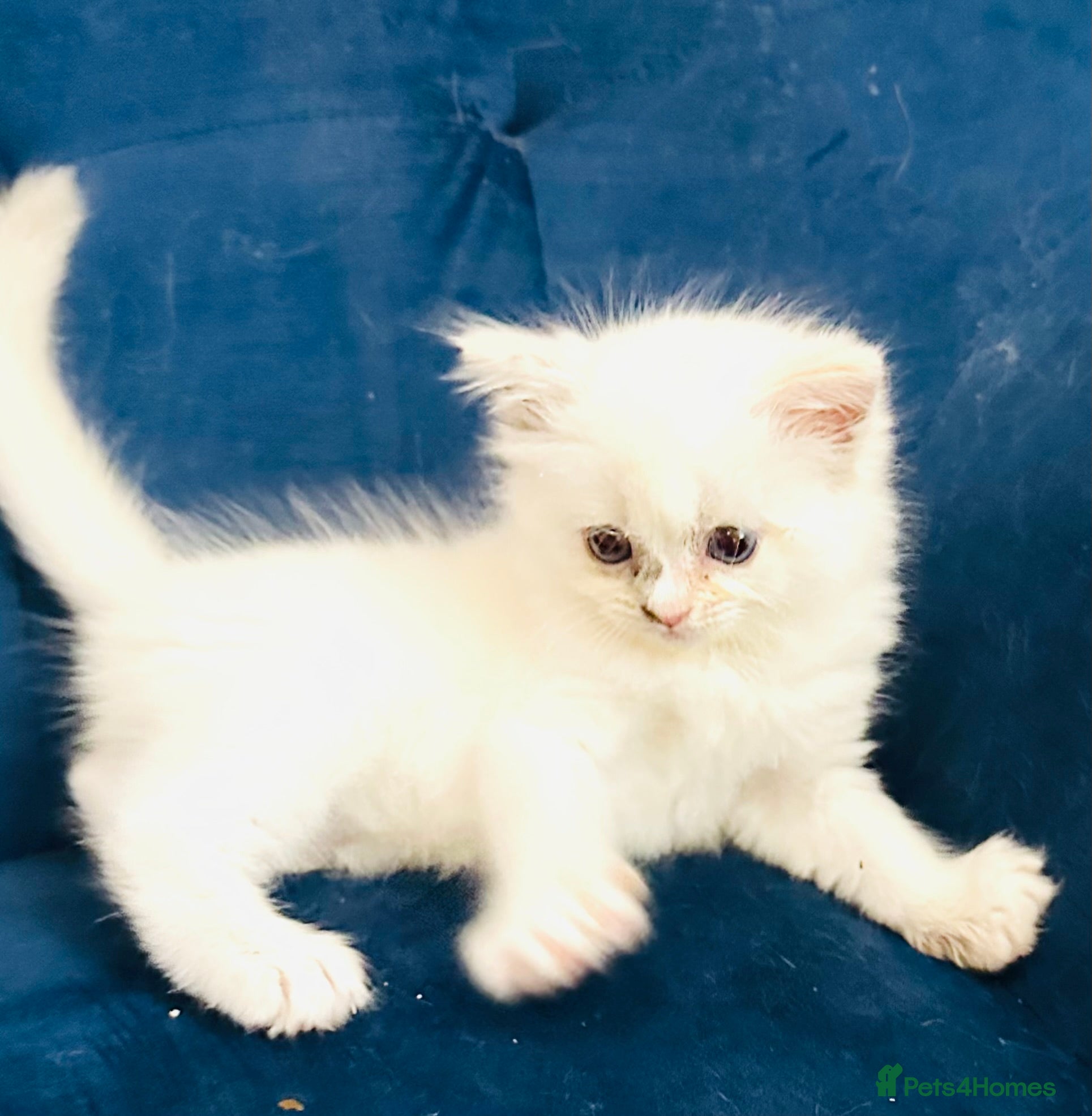 Ragdoll cats GCCF BEAUTIFUL RAGDOLL KITTENS  - Advert 2