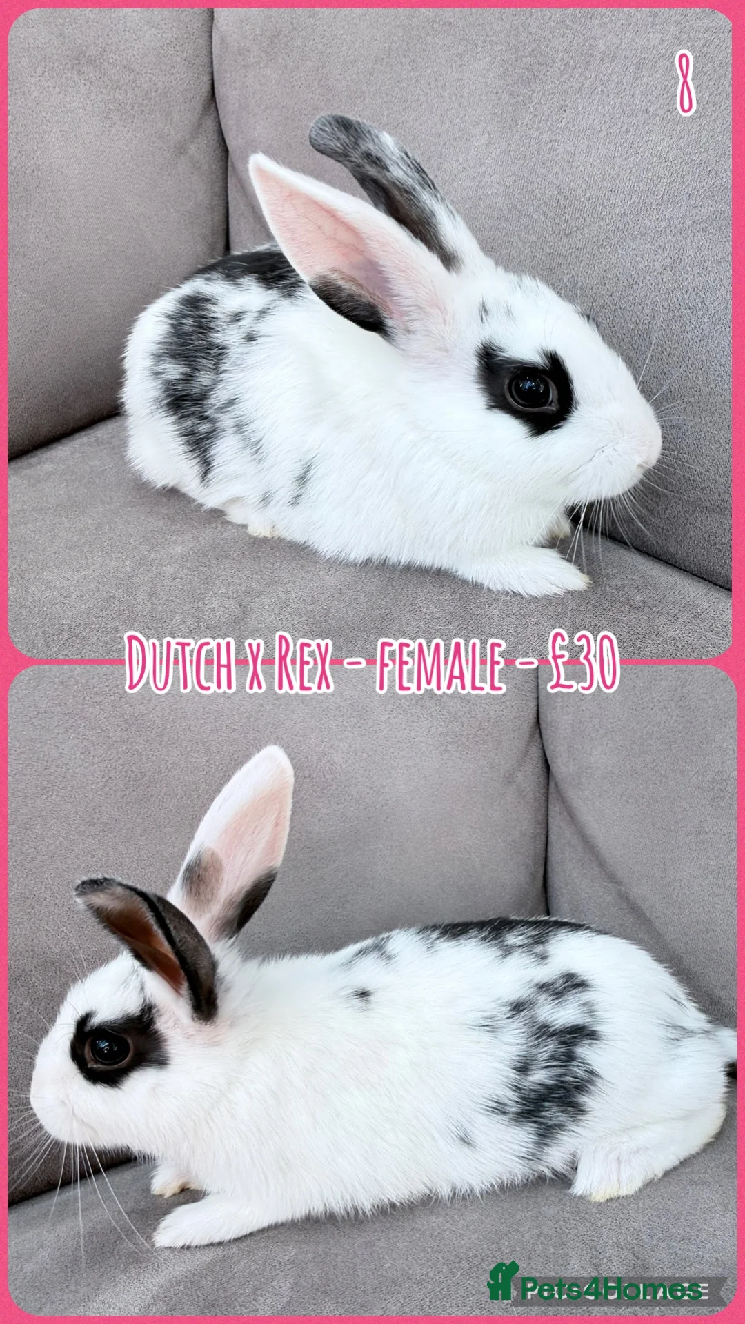 Mixed Breed rabbits for sale: Dutch x Rex Baby Rabbits - Advert 27