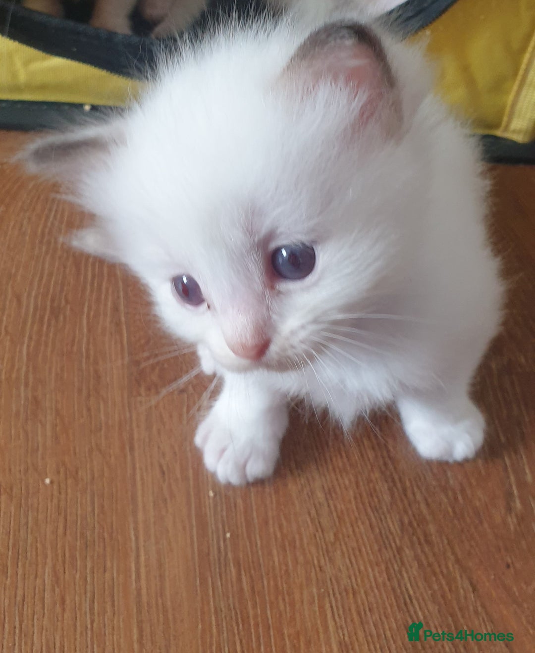 Ragdoll cats for sale: GCCF Chocolate Point with White Bi-color kittensur - Image 9