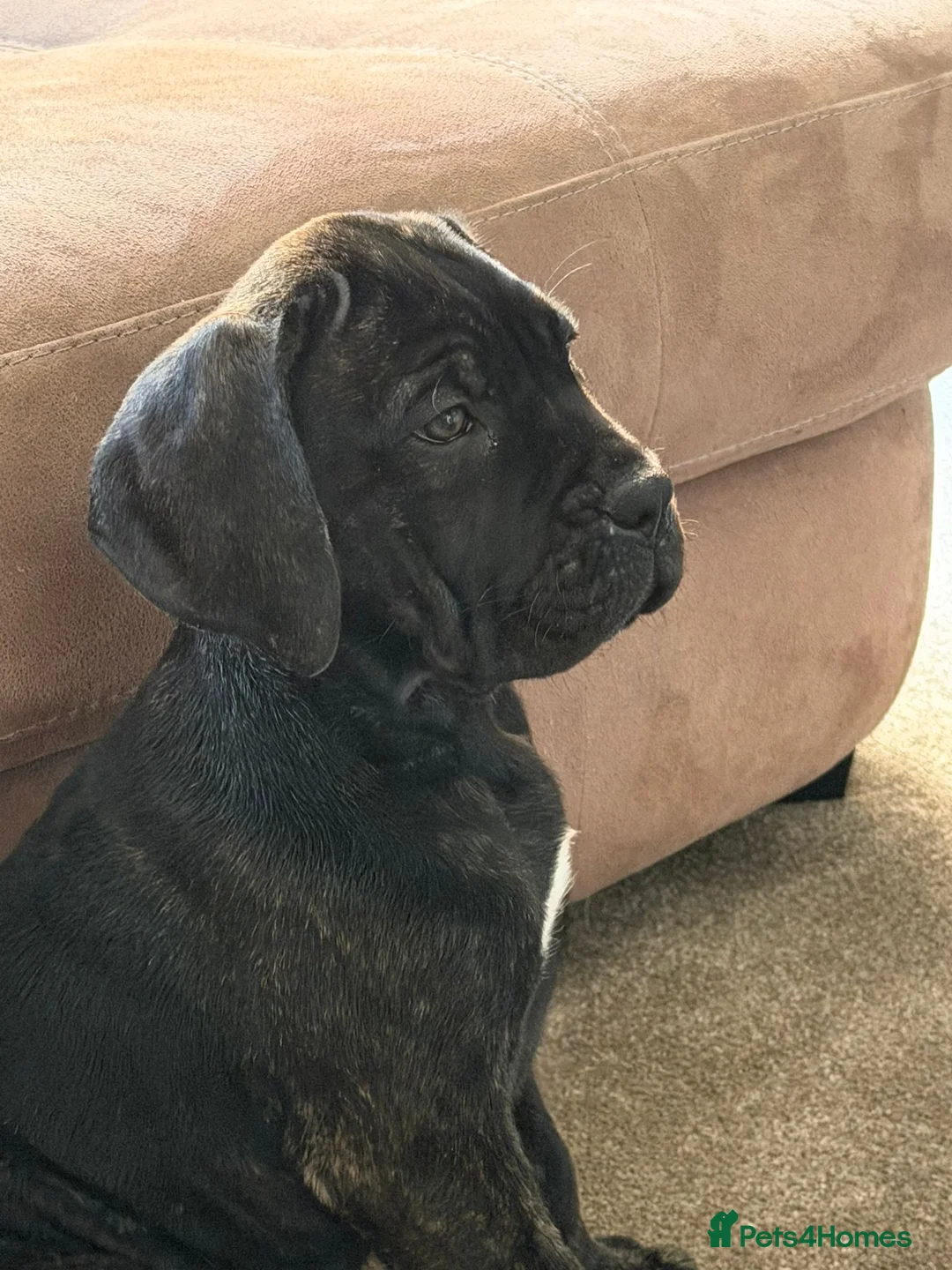 Cane Corso dogs for sale: Beautiful cane corso girl - Advert 2