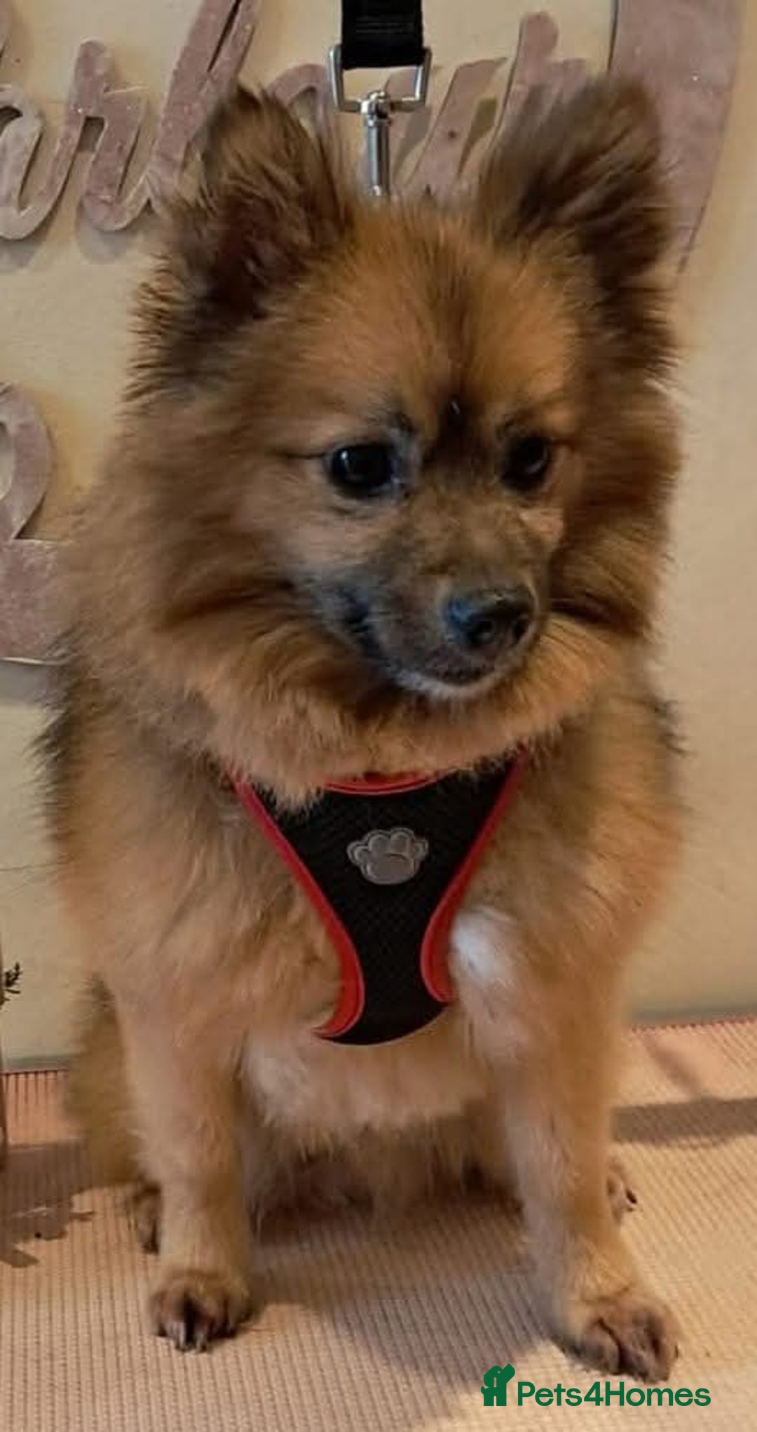Pomeranian dogs for sale: Pedigree pomaranian  - Advert 1